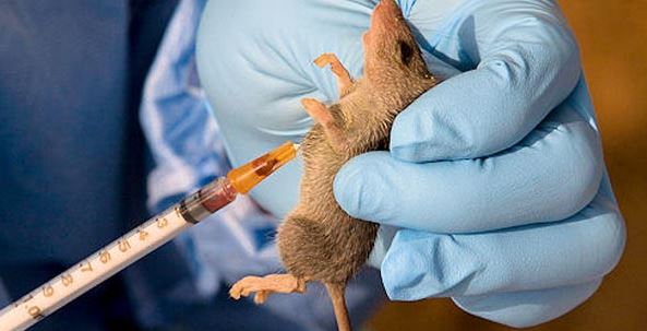 Lassa fever murders 12 in Ondo, 112 cases confirmed