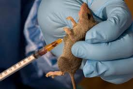 Lassa Fever: Health worker infected as NCDC records 54 new cases